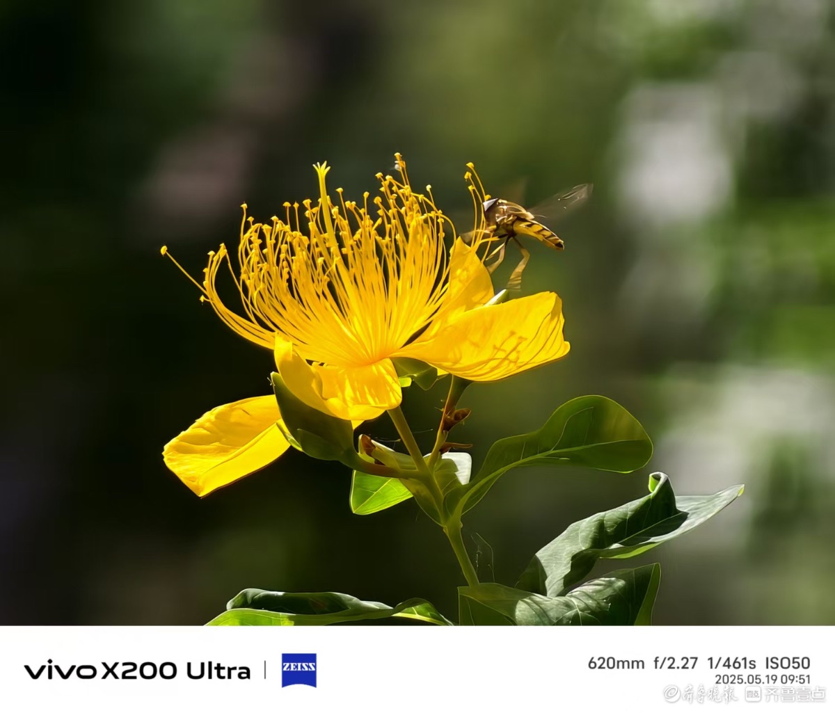 泉城公园金丝桃花开，我在记录