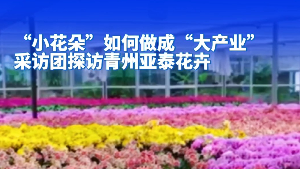 果然视频|探访潍坊青州花卉产业，看“一朵小花”做成大产业