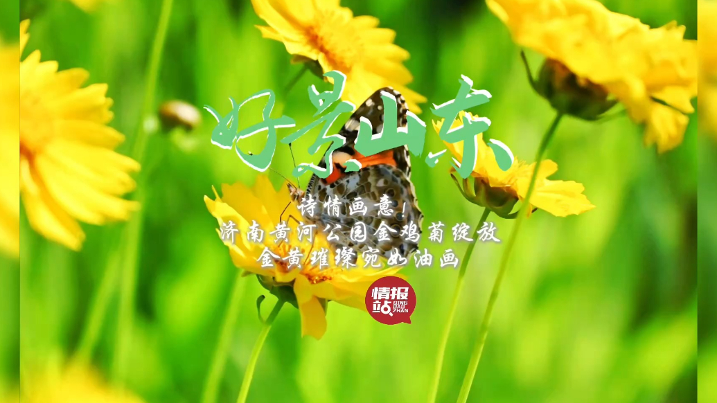 果然视频·好景山东|济南黄河公园金鸡菊绽放，金黄璀璨宛如油画