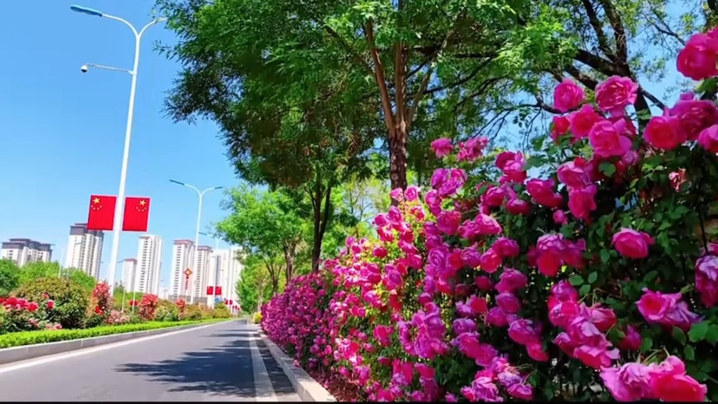 果然视频 | 威海高区“玫瑰大道”迎来“爆花期”