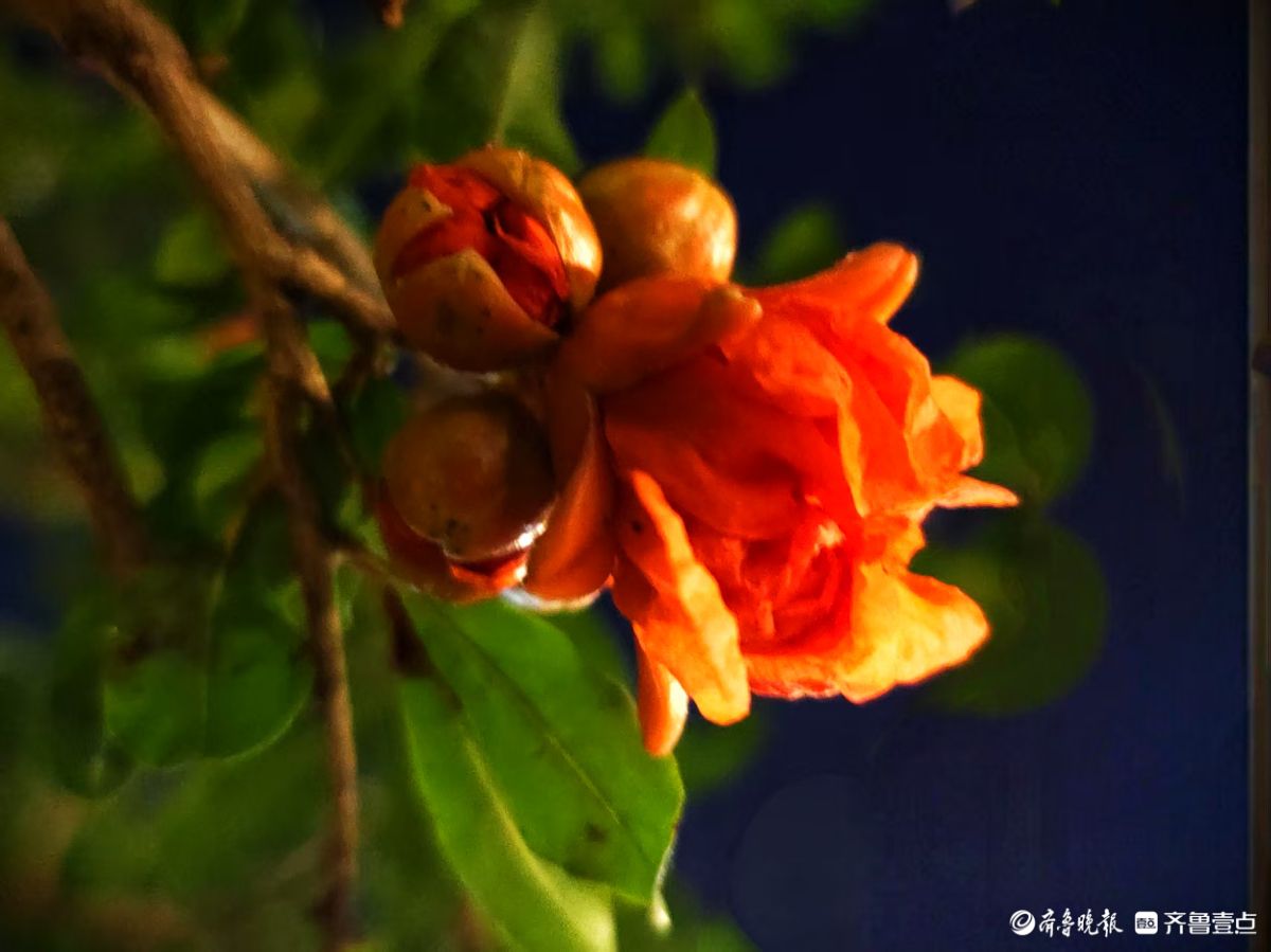 火红艳丽石榴花，夜晚呈现独特美