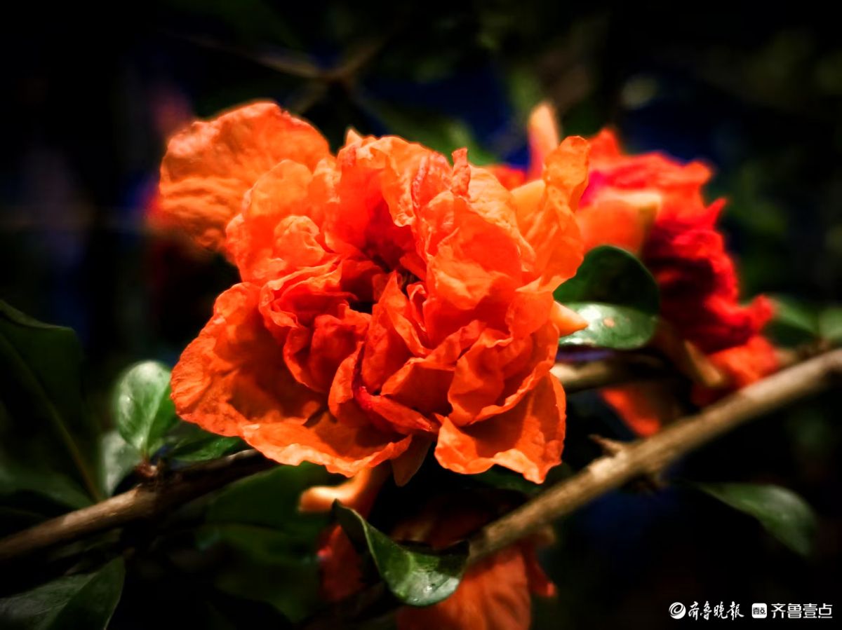 火红艳丽石榴花，夜晚呈现独特美