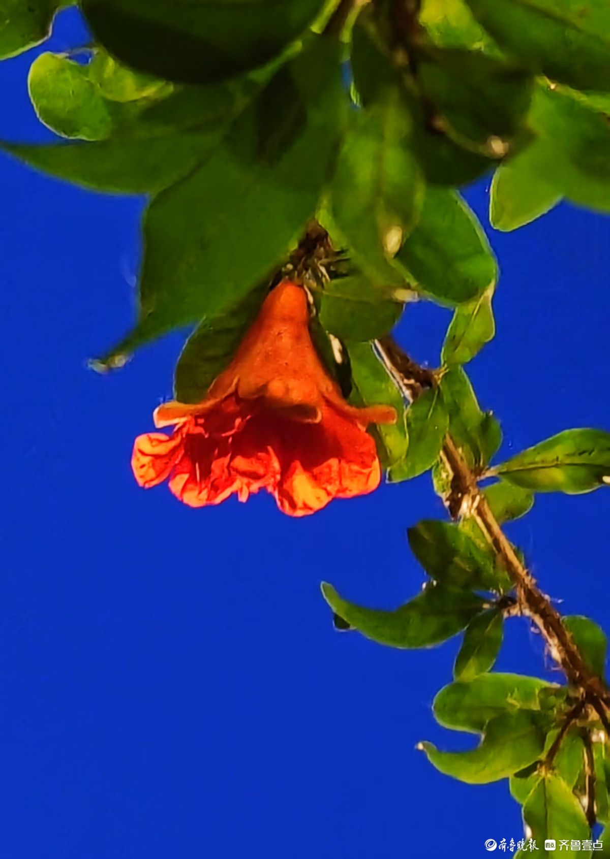 火红艳丽石榴花，夜晚呈现独特美