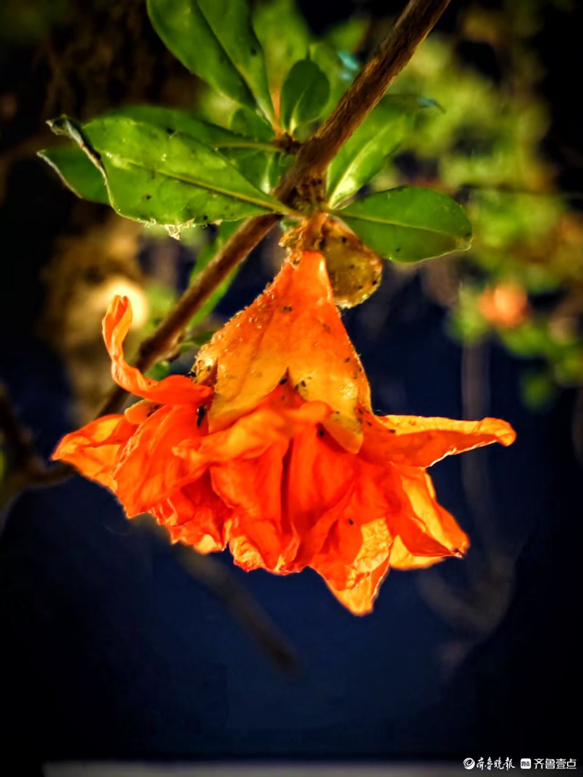 火红艳丽石榴花，夜晚呈现独特美