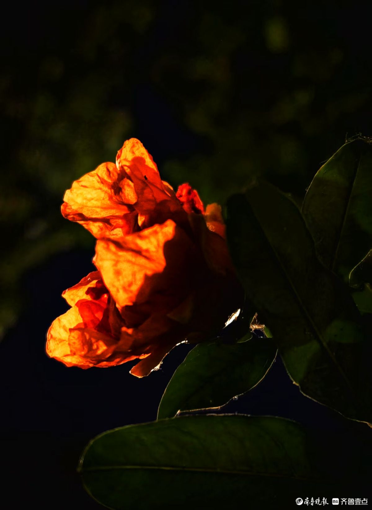 火红艳丽石榴花，夜晚呈现独特美