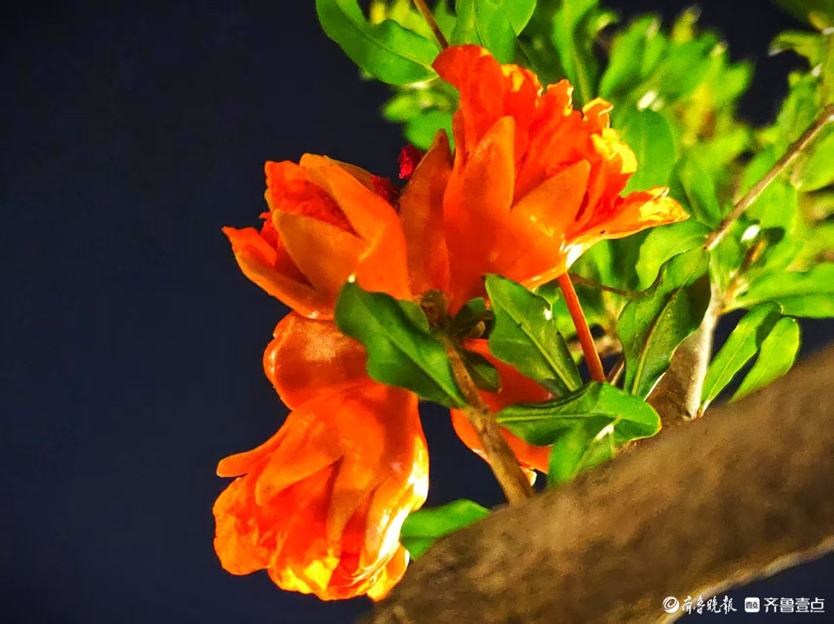 火红艳丽石榴花，夜晚呈现独特美