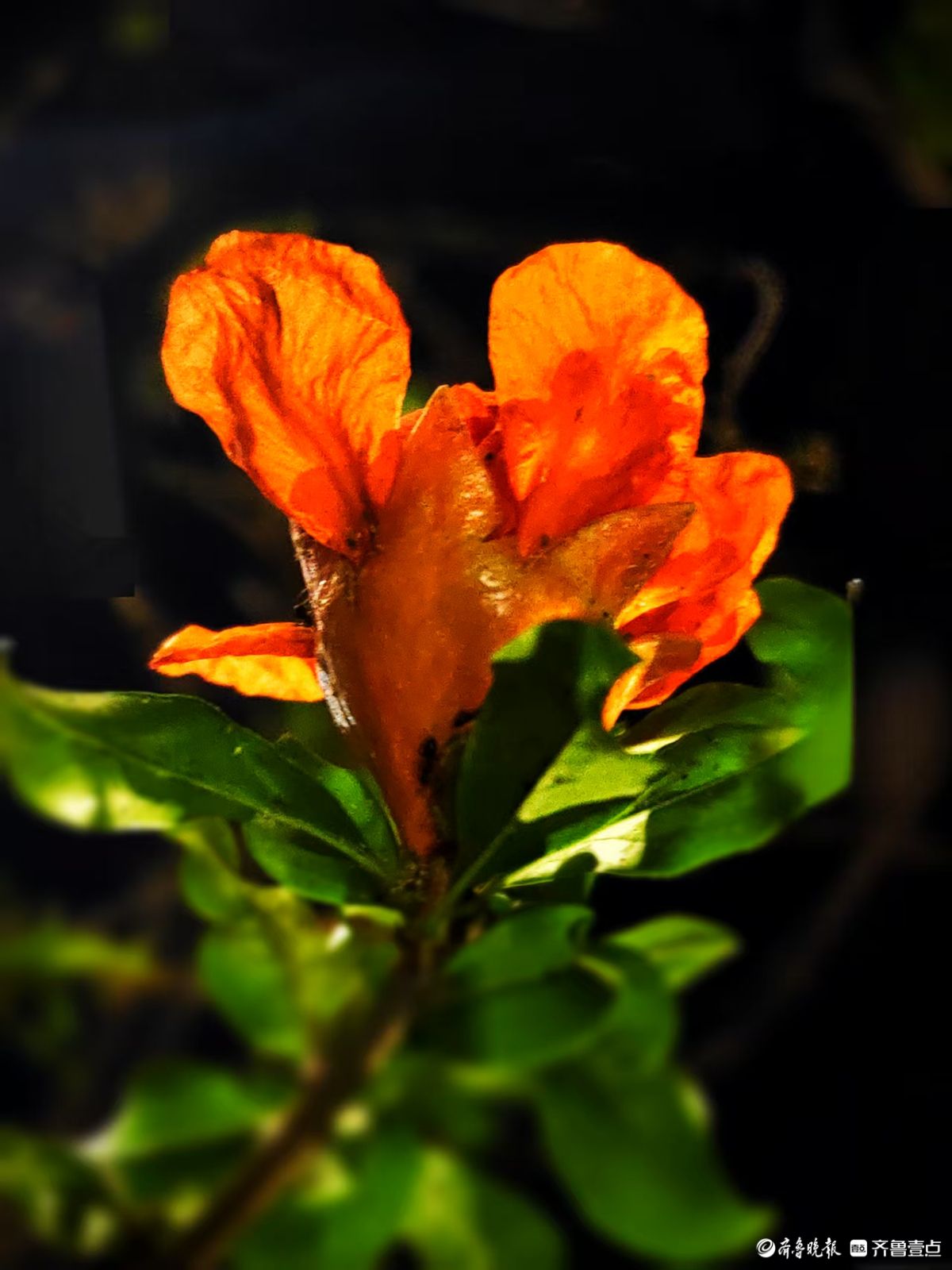 火红艳丽石榴花，夜晚呈现独特美