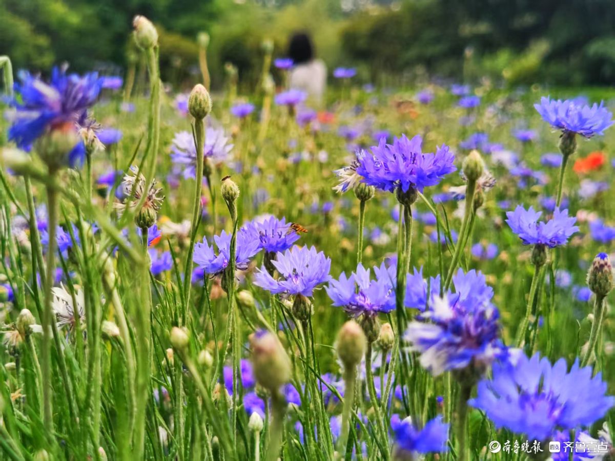 踏入森林公园，花海如梦如幻