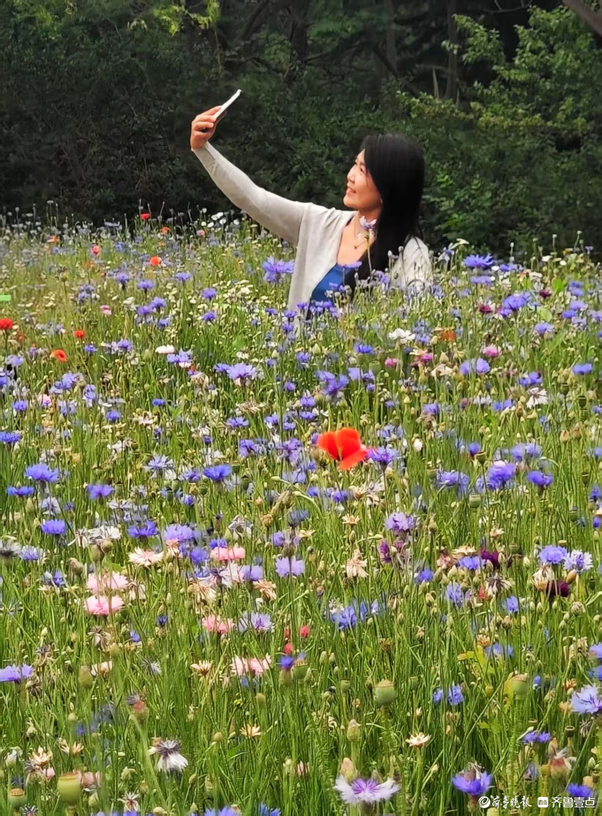 踏入森林公园，花海如梦如幻