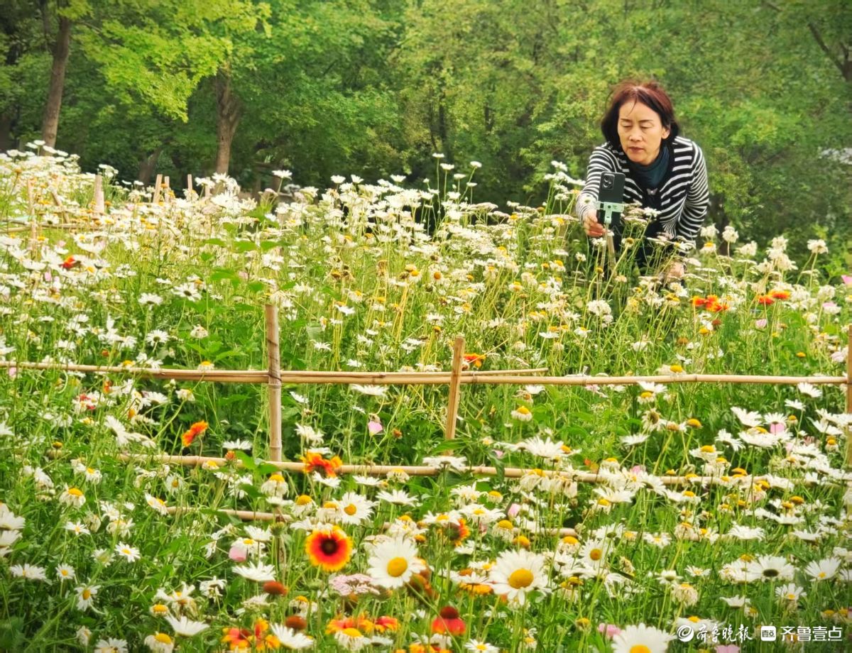 踏入森林公园，花海如梦如幻