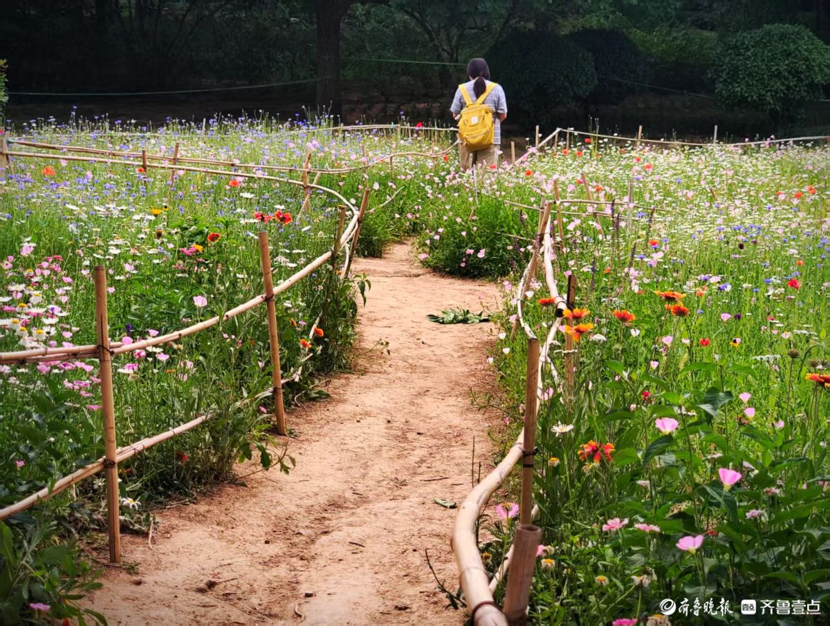 踏入森林公园，花海如梦如幻