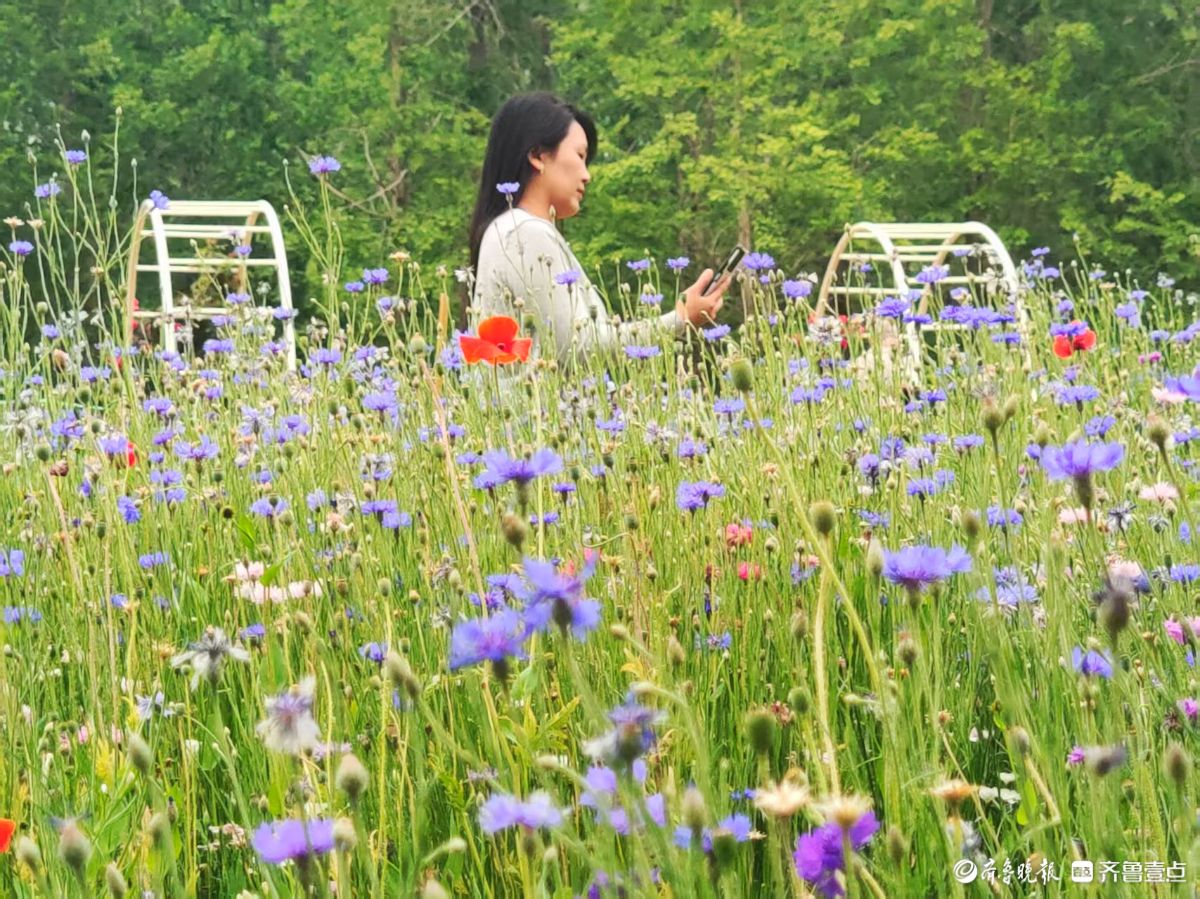 踏入森林公园，花海如梦如幻
