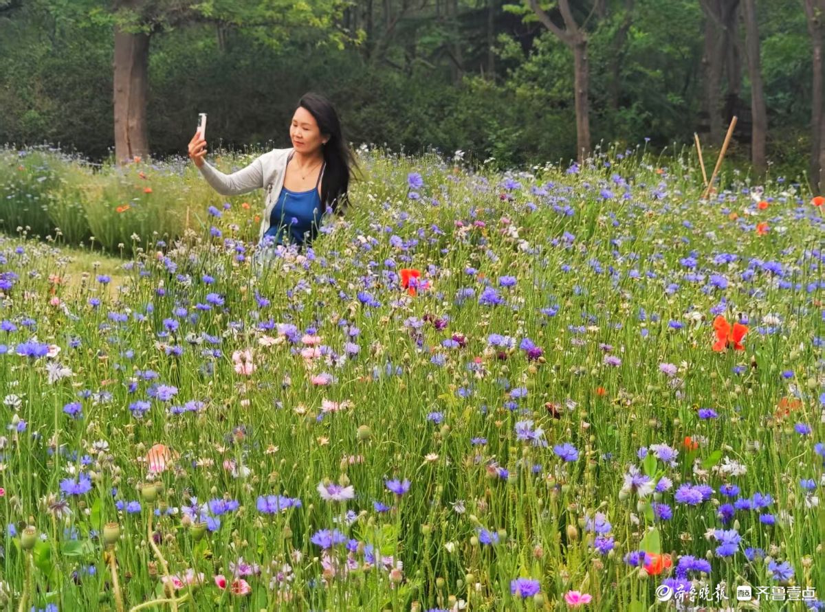 踏入森林公园，花海如梦如幻