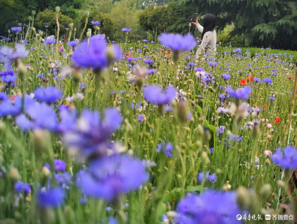 “幸福”花清凉一夏，蓝紫色美不胜收