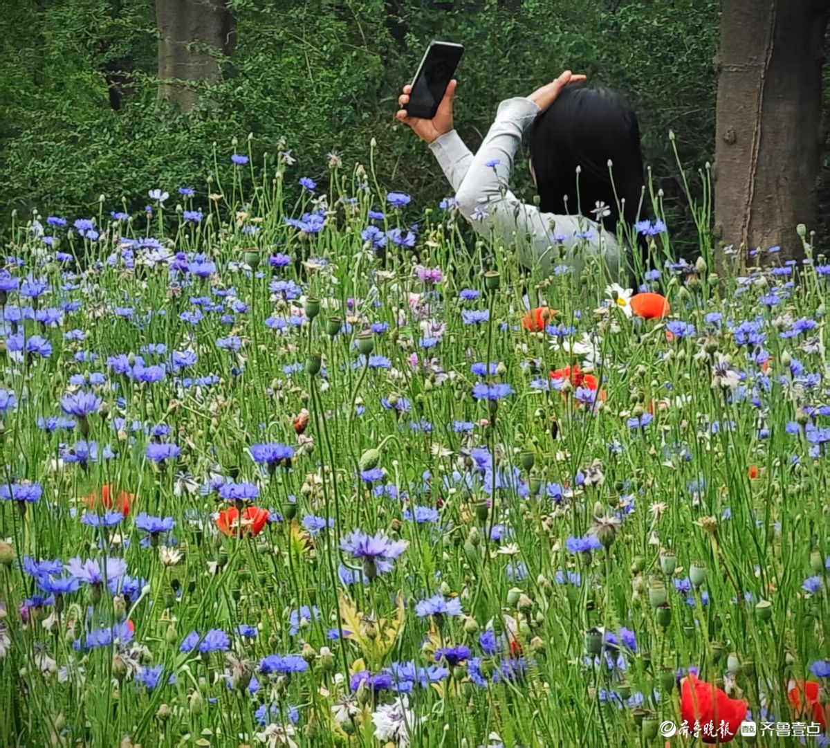 “幸福”花清凉一夏，蓝紫色美不胜收
