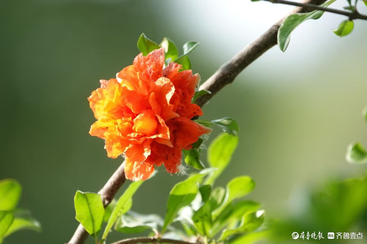行摄华山——五月榴花红似火