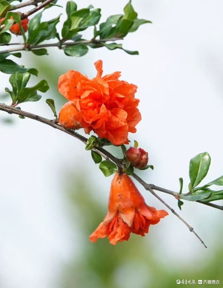 行摄华山——五月榴花红似火