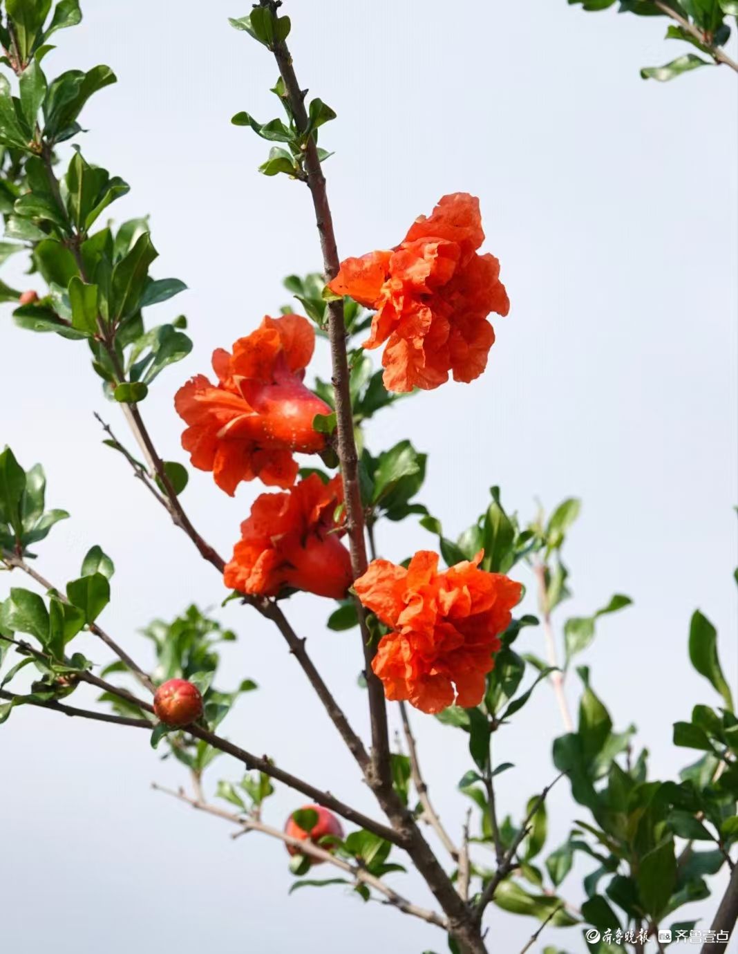 行摄华山——五月榴花红似火