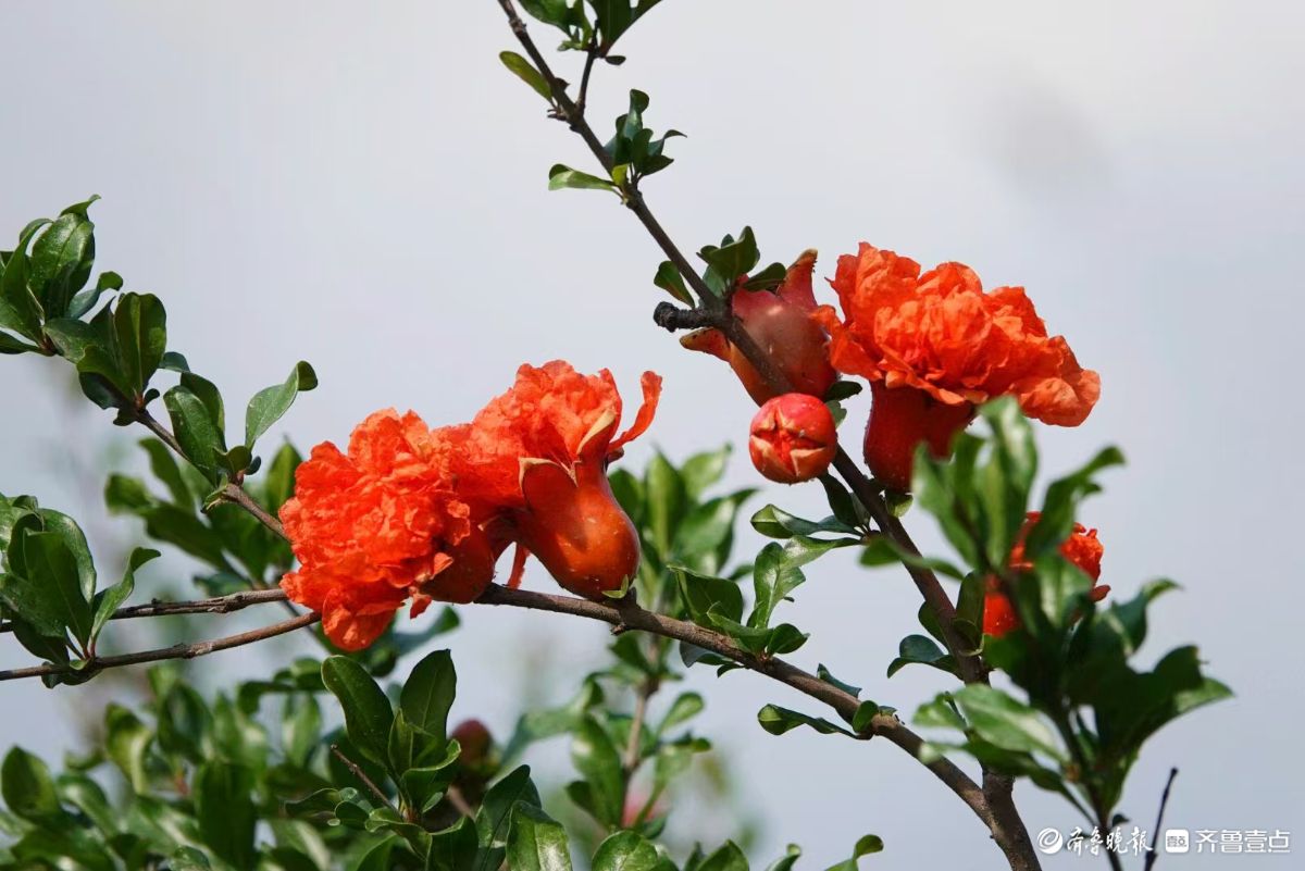 行摄华山——五月榴花红似火