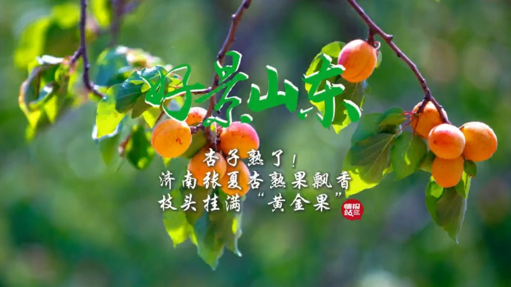 果然视频·好景山东|杏子熟了！济南杏熟飘香枝头挂满“黄金果”