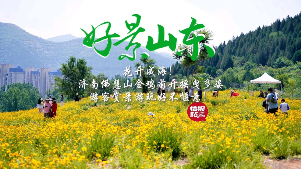 果然视频·好景山东|济南佛慧山金鸡菊花开成海，赏景游玩好惬意