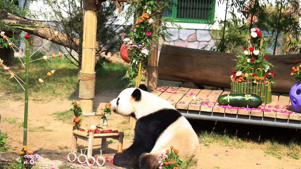 果然视频 | 动物视界（406）大熊猫“雅吉”生日会来啦