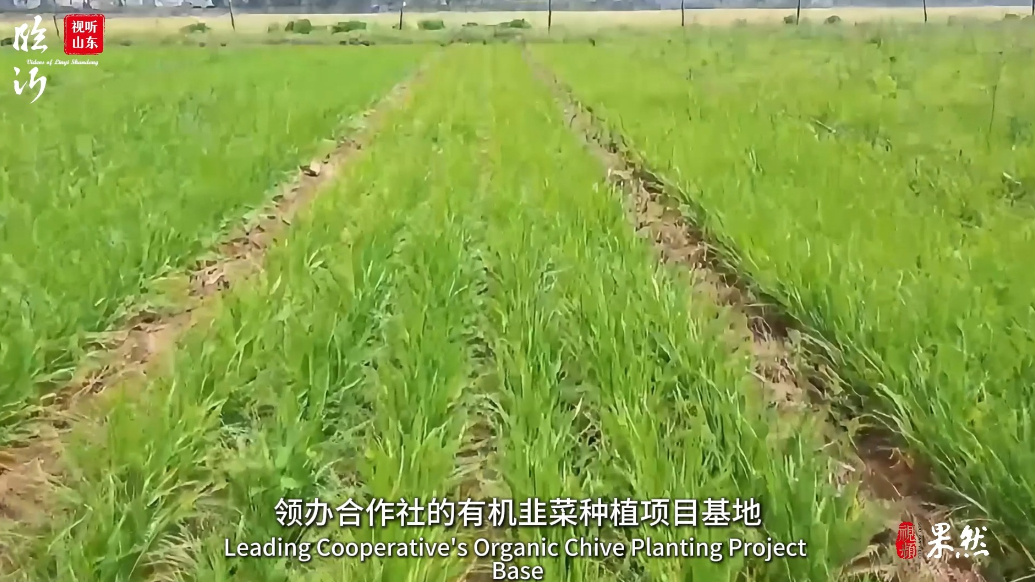 视听山东·临沂丨品质河东：有机韭菜种出致富新希望