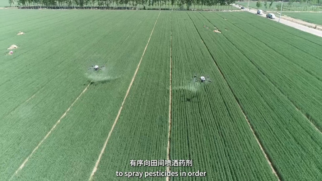 Ramble Shandong漫步山东|东阿：无人机“一喷三防”护航夏粮丰产丰收