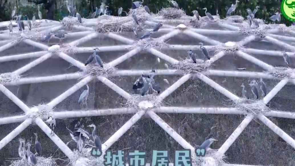 果然视频 | 动物视界（407）济南动物园白鹭馆的屋顶栖息地
