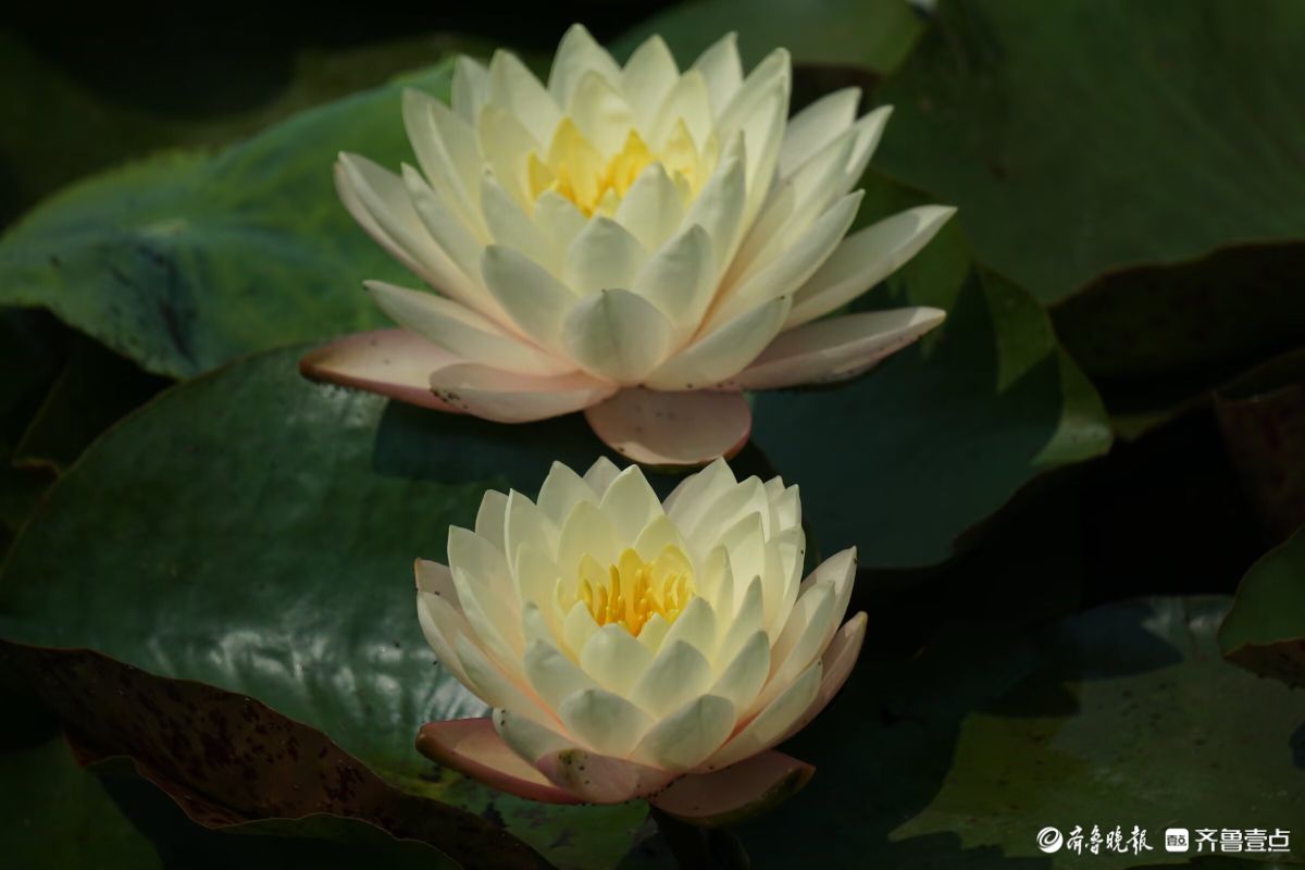 百花齐放，中山公园美景看不够