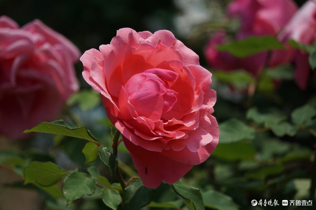 百花齐放，中山公园美景看不够