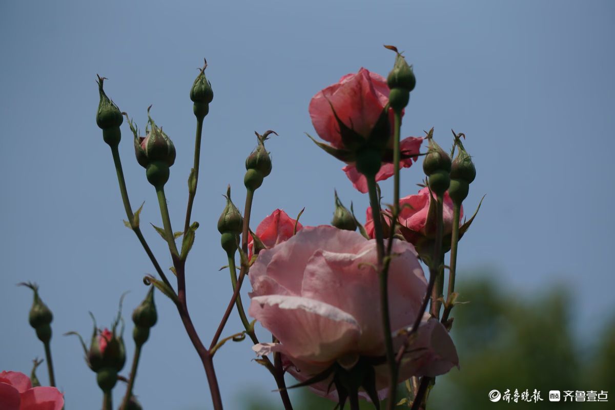 百花齐放，中山公园美景看不够
