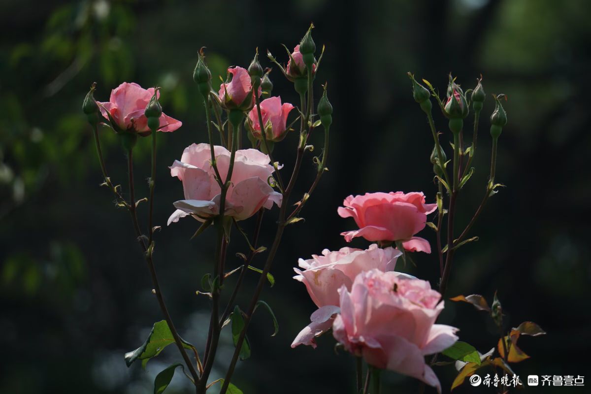 百花齐放，中山公园美景看不够