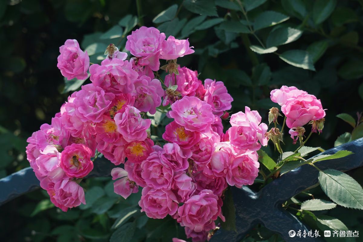 百花齐放，中山公园美景看不够
