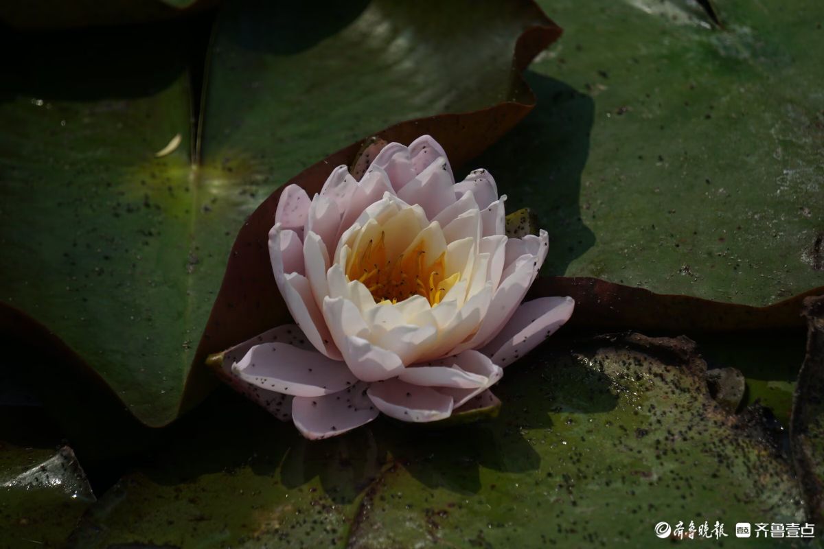 百花齐放，中山公园美景看不够