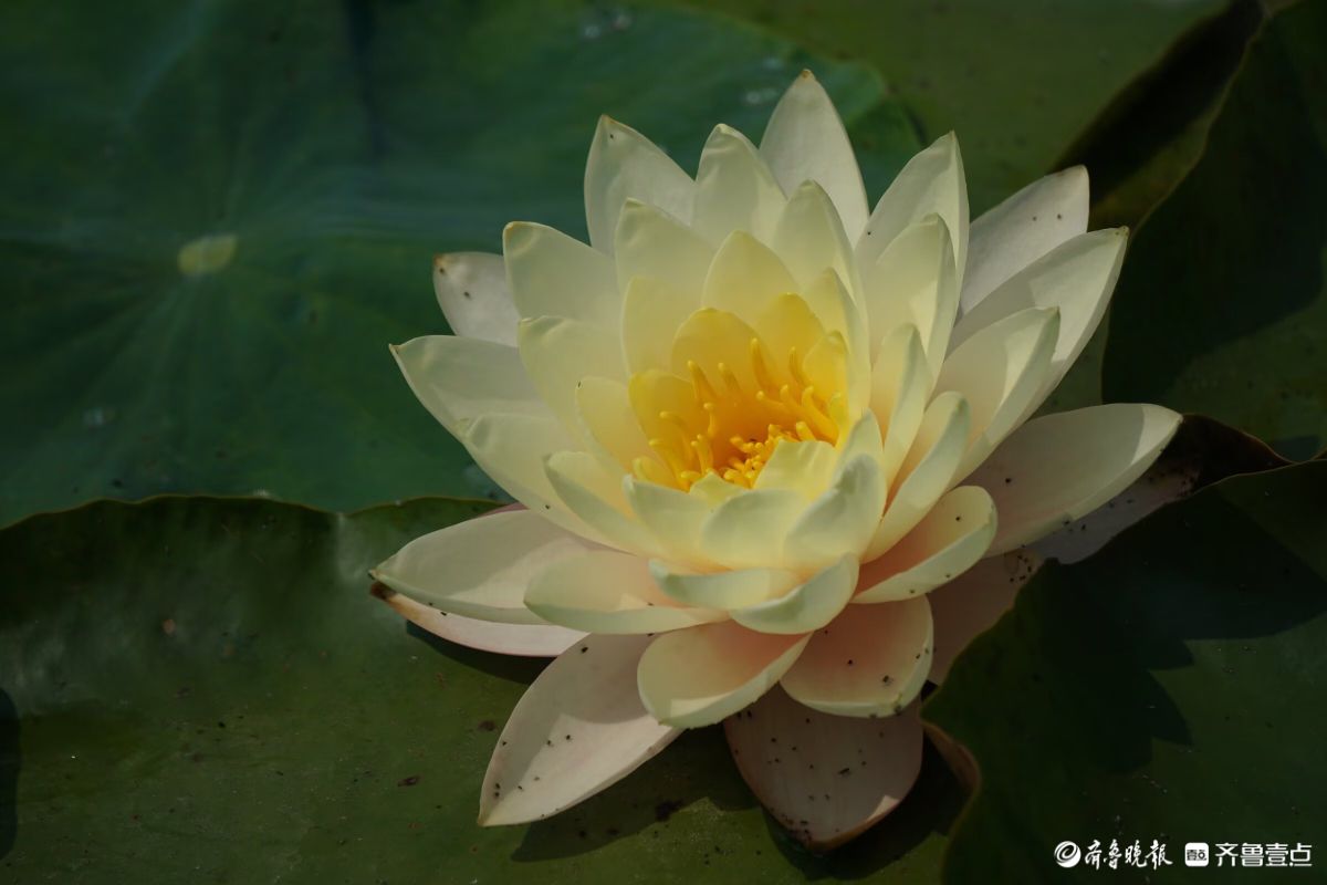 百花齐放，中山公园美景看不够