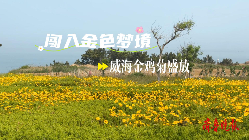 果然视频丨闯入金色梦境！威海金鸡菊盛放，绘就现实版梵高水彩画