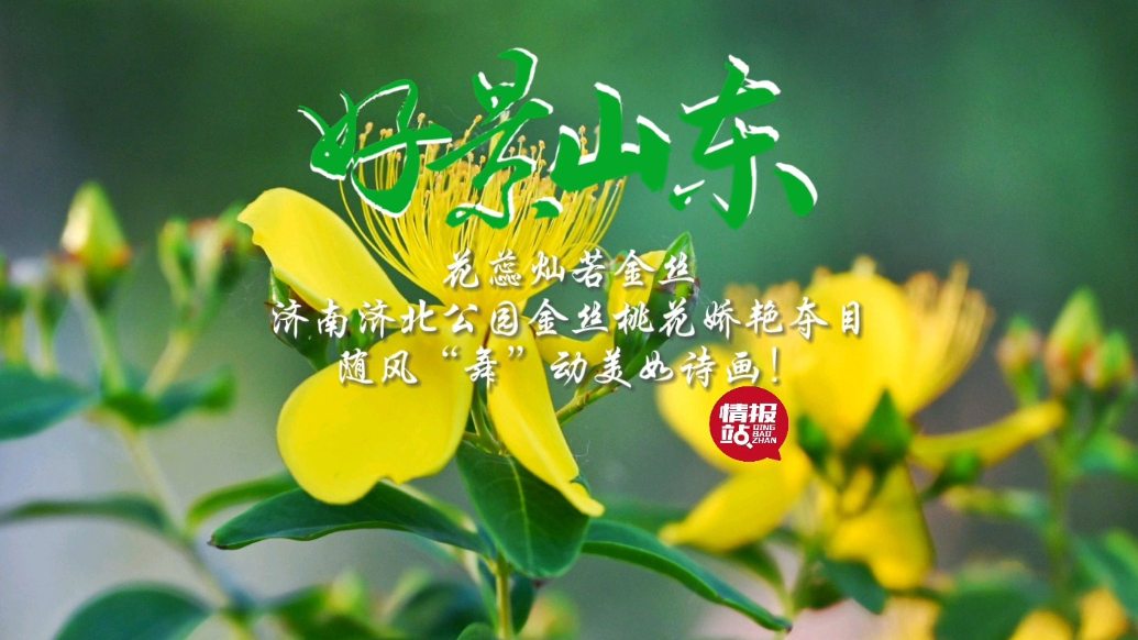 果然视频·好景山东|济南济北公园金丝桃花开，灿烂夺目美如诗画
