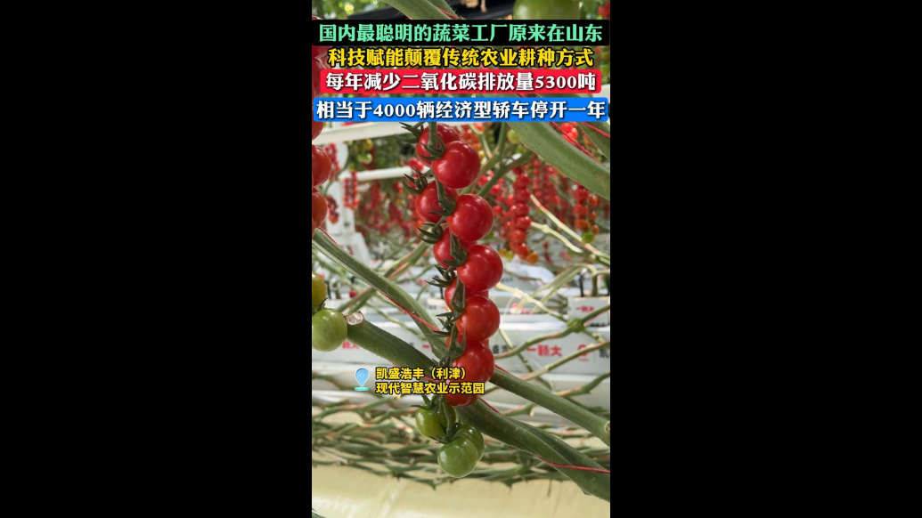 国内最聪明的蔬菜工厂在山东！每年减少二氧化碳排放量五千余吨