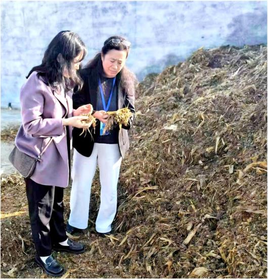 山东牛产业进阶——从种质突围到全链破局