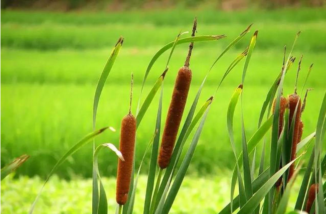尝新蒲菜汤
