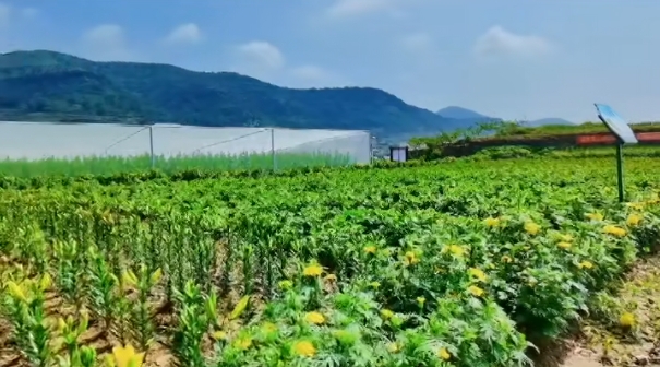 “陌上花开”绽芳华，乡村振兴正当时