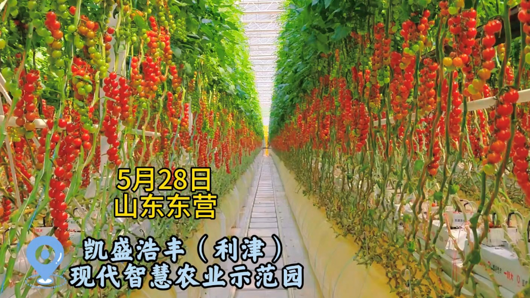 山东这家“番茄园”聪明环保能赚钱！