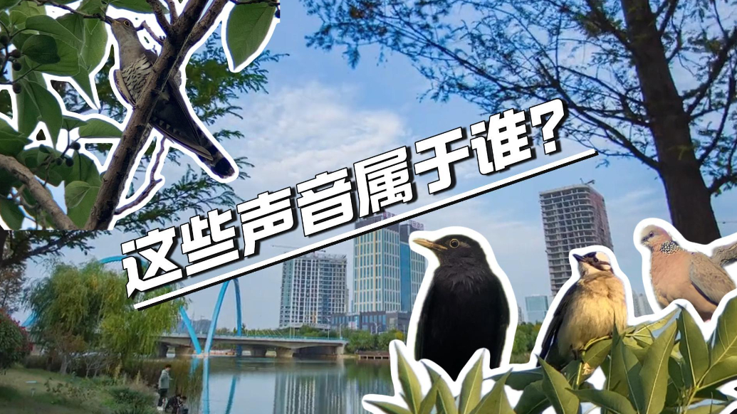 观鸟记|东营这些声音属于谁？