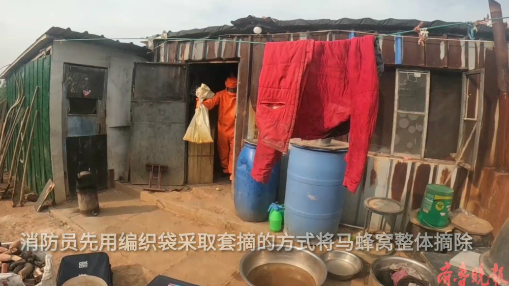 果然视频|马蜂在居民杂物间内筑巢，消防员迅速到场清除