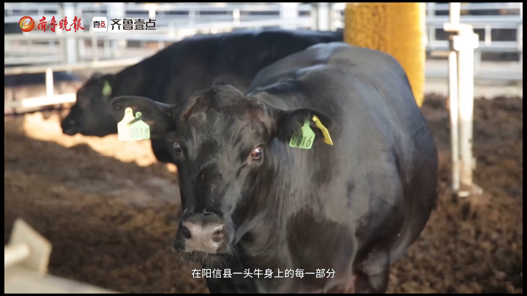 从头到尾全有用，阳信牛产业“超级牛”