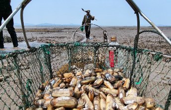 “蛏”风破浪！日供应量上万斤，青岛最大蛏子养殖区滩涂掘金