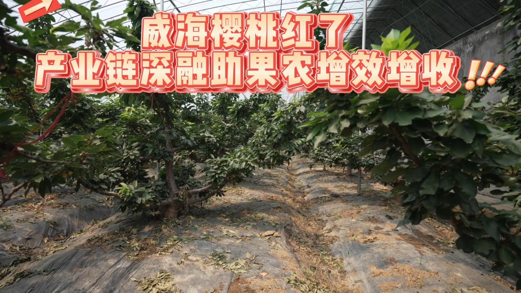 果然视频 |威海樱桃红了，产业链深融助果农增效增收