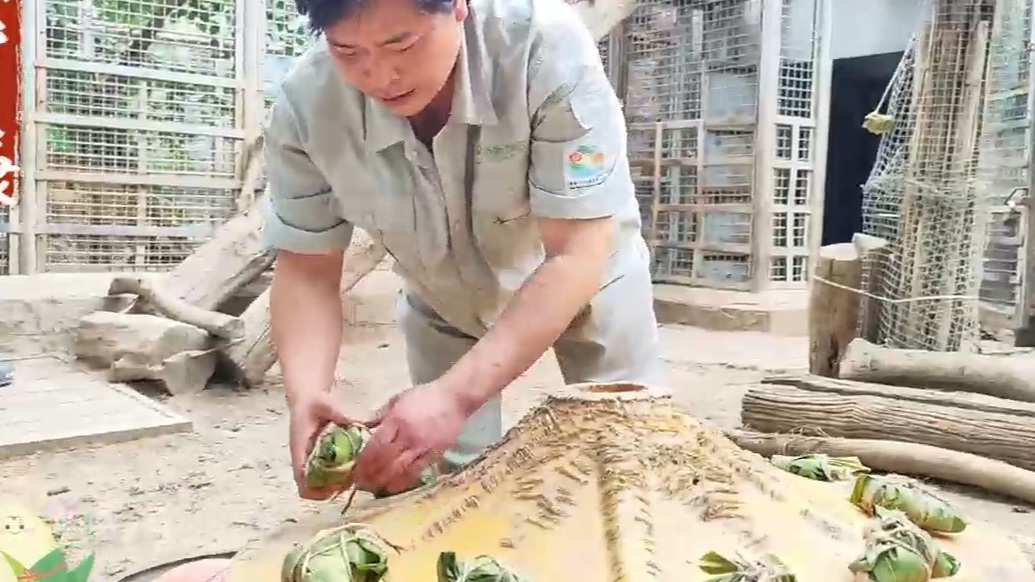 果然视频|动物视界（410）端午节里，萌兽包粽记