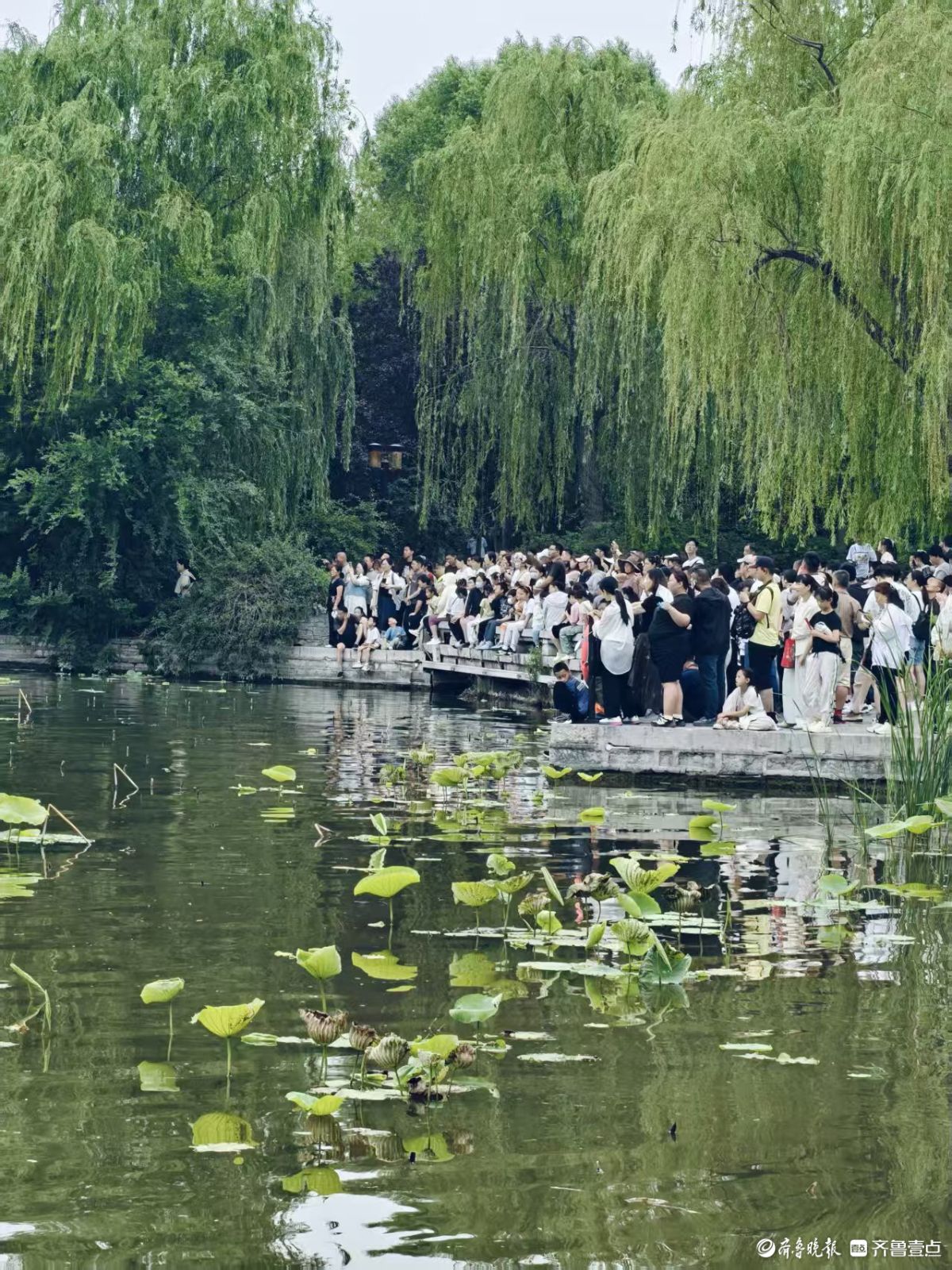 大明湖龙舟赛好热闹